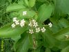 Lamiaceae, Volkameria agrregata